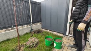 ВЛОГ Высадили розы 🌹 но не все !