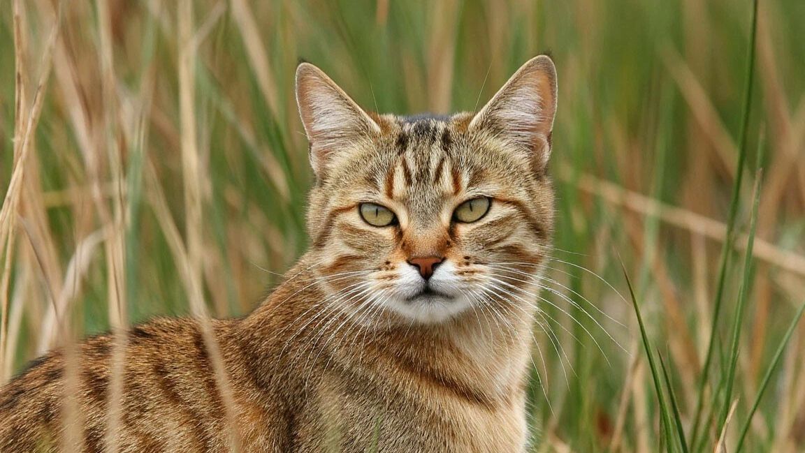 Камышовый Тростниковый Болотный Кот