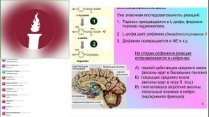 «Применение аквабиотиков при стрессе: механизмы и кейсы. Запись вебинара 31.03.2026 ( Пьянзина И.П)