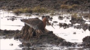 Птицы Новгородской области видео, Большой Веретённик, наблюдение в Ушерско, 4 апреля 2026