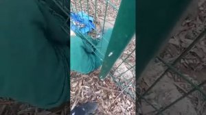 гуляем с владом