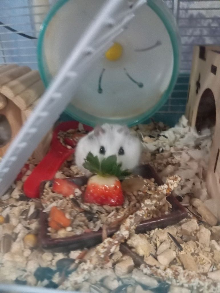 мои хомячки