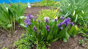 Весенний репортаж от Сони 3 апреля 2026