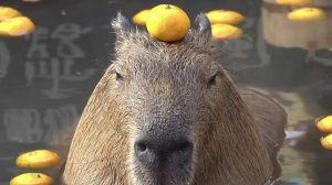 Топ 5 капибар