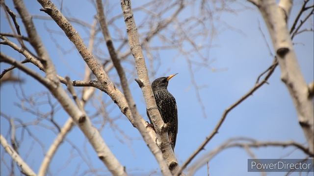 Липецкая обл. Птицы д.Александровка. Апрель 2024 г.