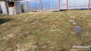 Дачный сезон 2026 открыт! Потеряли теплицу. Тюльпаны взошли!