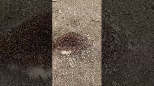 Царь серебром и билон!