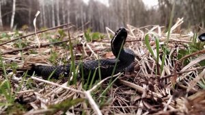 Из-за аномально теплого марта в Подмосковье раньше времени проснулись змеи.