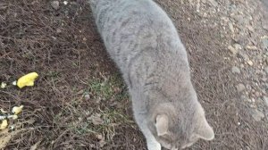 Беременная кошка оказалась котом 😂😂😂