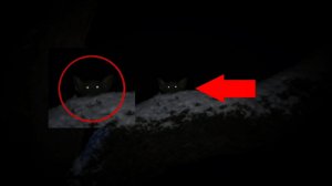 Самые страшные видео ночью снятые в лесу где жуткие звери