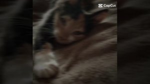 🩵🩵🩵КОШКА НОРА🩵🩵🩵