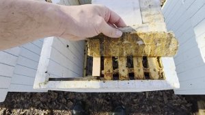 04.04.2026г. Отводки не развиваются (видел фазана)