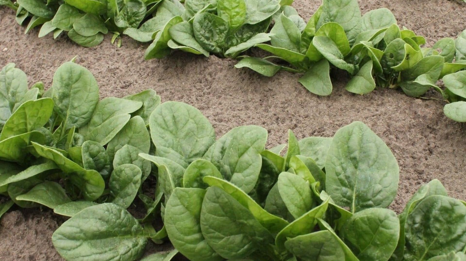 Какие овощи нужно успеть посеять до 20 апреля