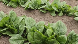 Какие овощи нужно успеть посеять до 20 апреля