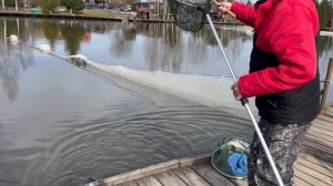 Поимка Форели на стик