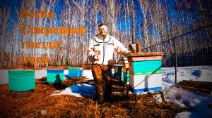 Cократил гнезда пчел