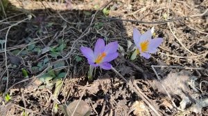 Первые цветы в саду у Яги