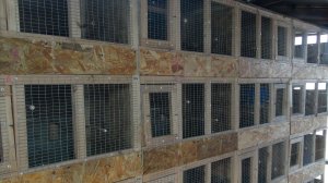 Подготовка гнезд и клеток к размножению попугаев.