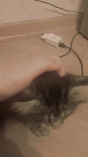 Первый день Томика в семье
