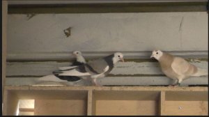 Первые результативные полёты