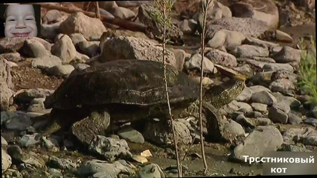 Камышовый Тростниковый Болотный Кот