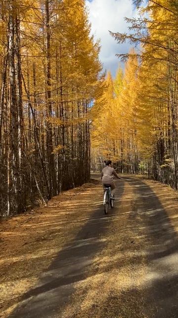ПРОГУЛКА ПО ОСЕННЕМУ ЛЕСУ