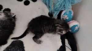 Наши Котята