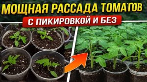2 СПОСОБА ВЫРАШИВАНИЯ РАССАДЫ ТОМАТОВ🌱С пикировкой и без пикировки— как вырастить идеальную рассаду