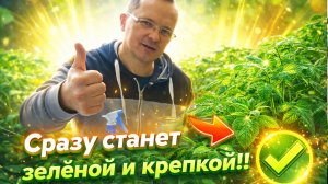 Уникальная подкормка рассады томатов монофосфатом- сразу станет зелёной и крепкой!