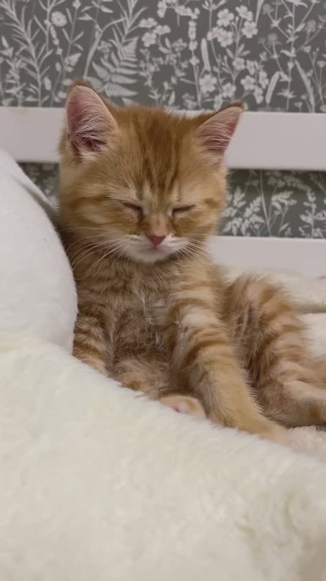 Пушистых снов