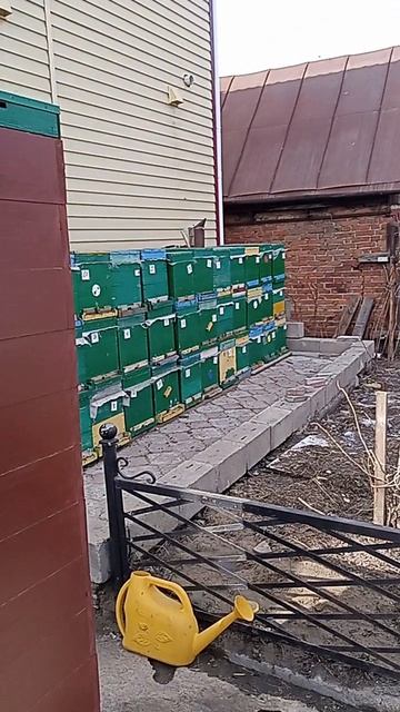 пересадка пчел