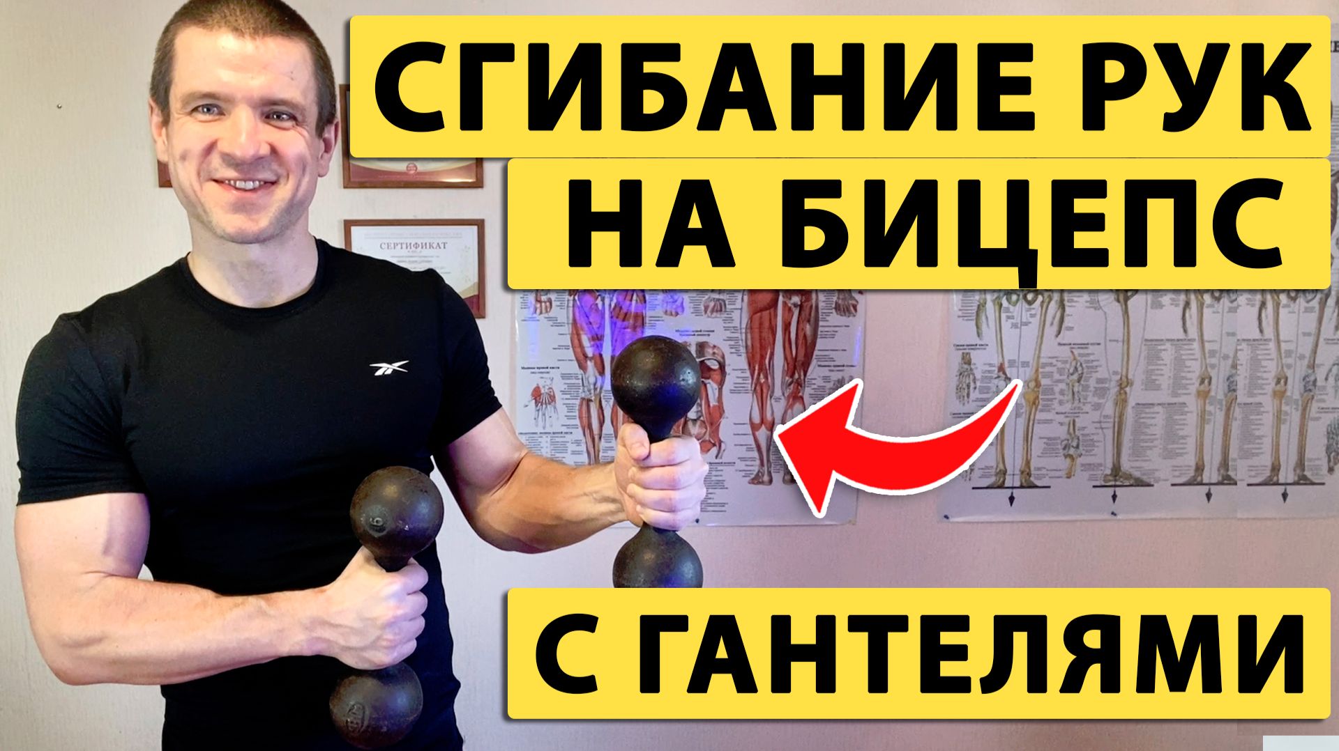 ❤️ Упражнение сгибание рук на бицепс с гантелями ✅ Правильная техника от тренера Андрея Лопеса