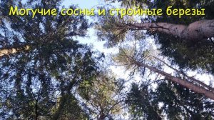 #Мой #отзыв. #Парк #Мещерский #ранней #весной #2026 года. Кто хозяин? Выяснить не удалось