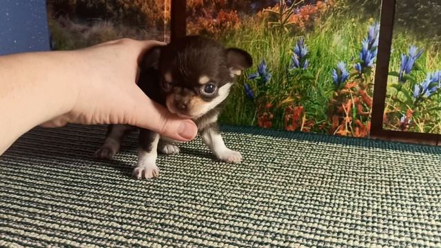 Жасмина Леоновна скидка до 30/04/26 #купить_щенка_чихуахуа_продаю +79215950848