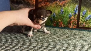 Жасмина Леоновна скидка до 30/04/26 #купить_щенка_чихуахуа_продаю +79215950848