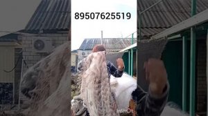 40426 Пуховые платки и изделия из пуха и шерсти