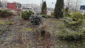 ландшафтный дизайнер молодец