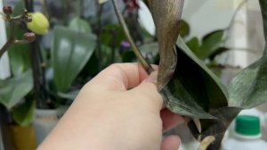 Органические удобрения для орхидей. Сильный состав!!!