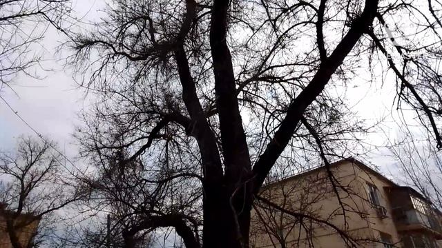Красота облачного неба и деревьев. смотреть онлайн