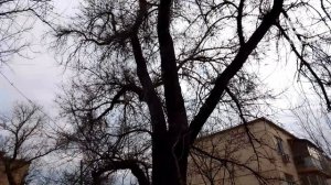 Красота облачного неба и деревьев.