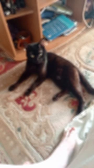 котик