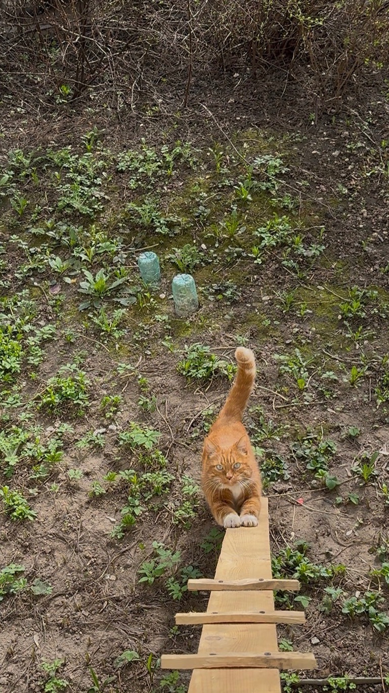 Кузя пробирается с прогулки