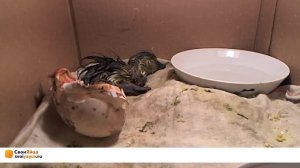 Курятник On-Line