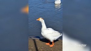 Липецкая обл. б.о.Голубая даль. Ожившие фото 29.03.26 г.