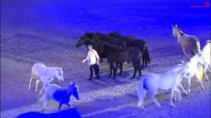 Шоу с Жаном-Франсуа Пиньоном.