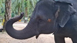 Тайланд. Азия Сафари. 6 марта 2026г.