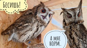 У цветочковых сов сегодня стрессь. Курвочек фазанок тоже весь день тревожат. Нам не показали лося!