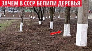 Почему в СССР деревья и бордюры белили, а в Европе нет