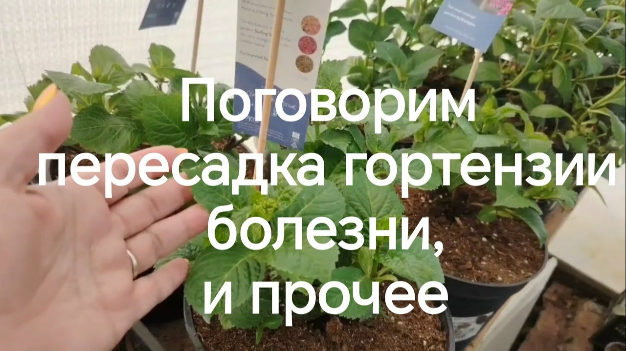 Поговорим про гортензии / пересадка /болезни и прочее