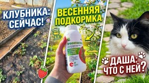 Это я делаю с клубникой прямо сейчас.Чем подкормливаю сад весной.Что с кошкой Дашей.